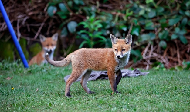 Urban fox cubs exploring in the garden