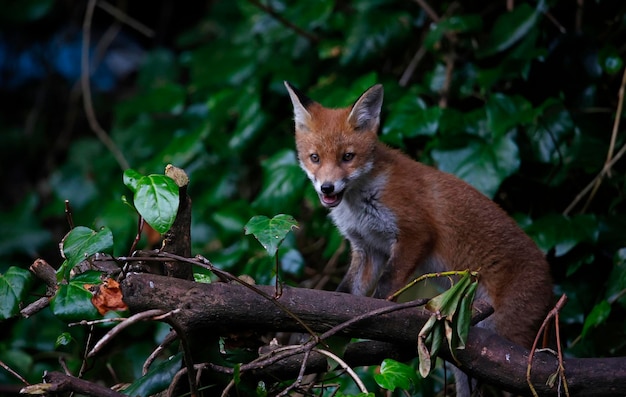 Urban fox cubs exploring in the garden