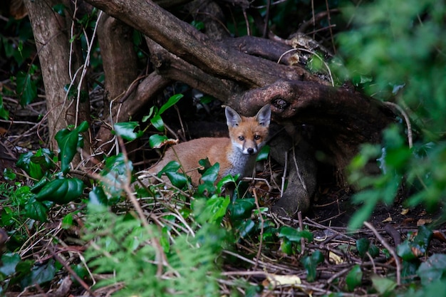 Urban fox cubs exploring the garden