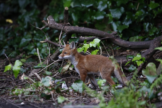 Urban fox cubs exploring the garden