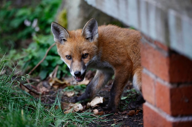 Urban fox cubs exploring the garden