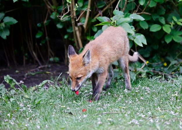 Urban fox cubs exploring the garden