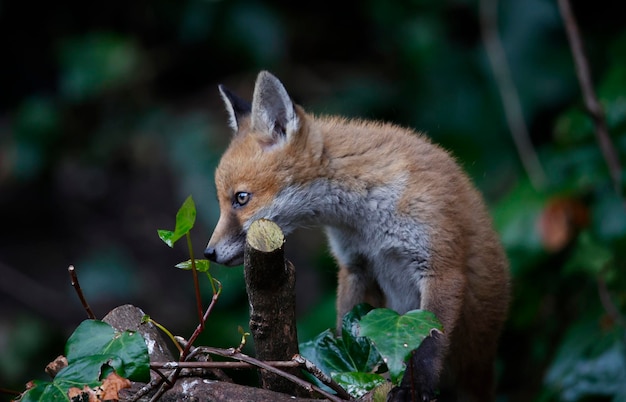 Urban fox cubs exploring th egarden near their den