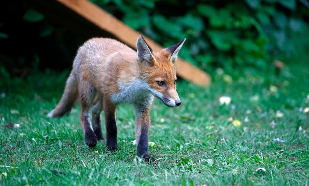 Urban fox cubs exploring