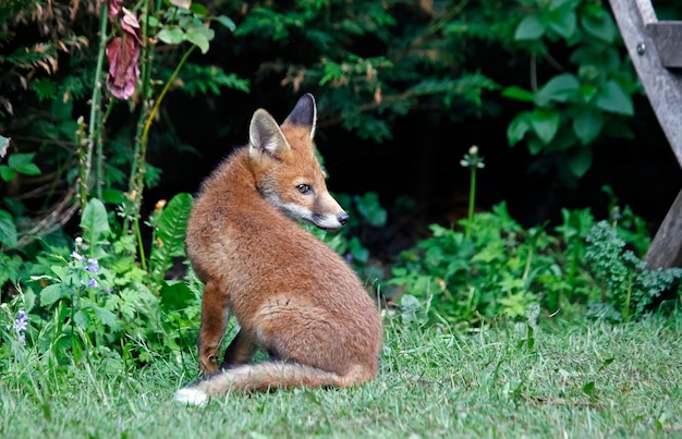 Urban fox cubs in the garden