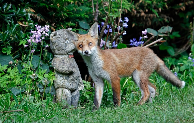 Urban fox cubs in the garden