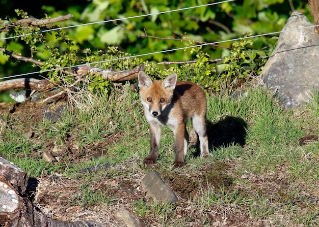 Urban fox cubs near their den on the railway embankment