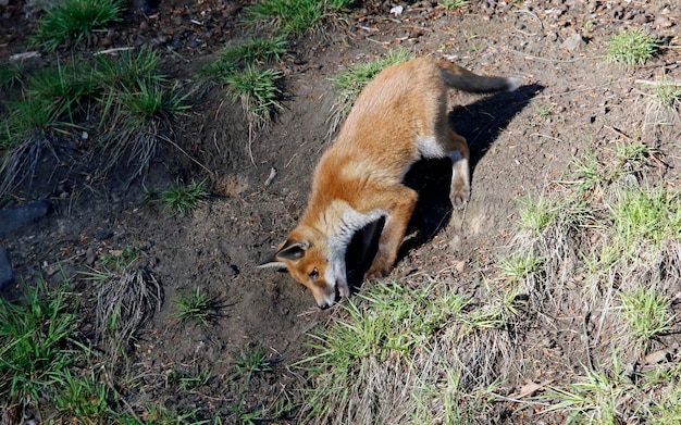 Urban fox cubs near their den on the railway embankment