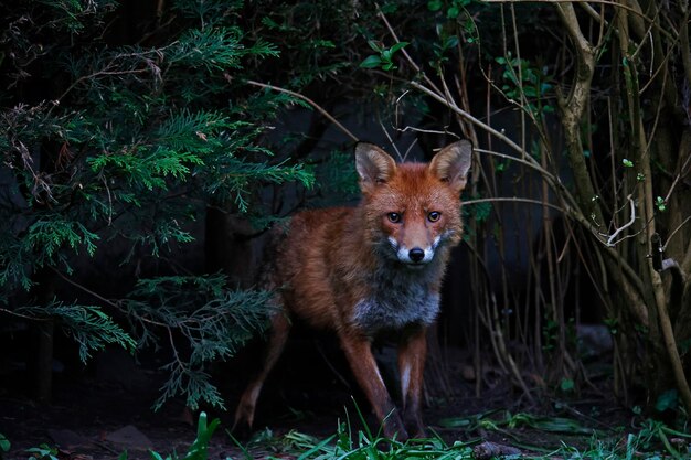 Urban fox family exploring the garden near their den.