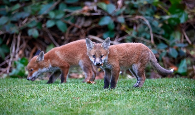 Urban fox family exploring the garden near their den.