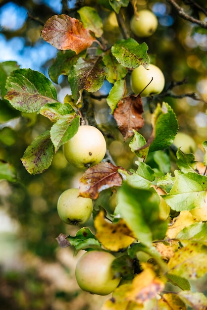 Photo urban gardening apple fruit