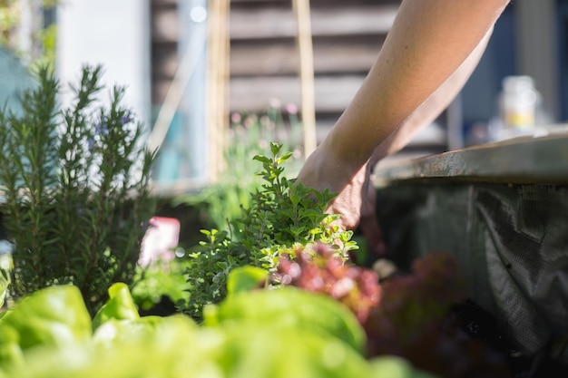 Urban gardening Planting fresh vegetables and herbs on fruitful soil in the own garden raised bed