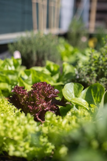 Urban gardening Salade groenten en kruiden op vruchtbare grond in de eigen tuin verhoogd bed