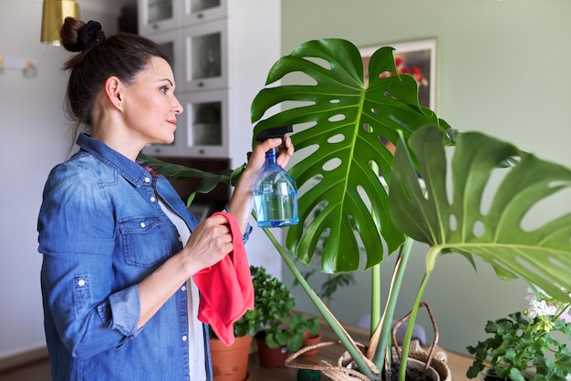 Urban jungle, indoor potted plants, woman caring for monstera leaves. Female cleans dust from leaves with rag and water. Home gardening, houseplant, hobby and leisure