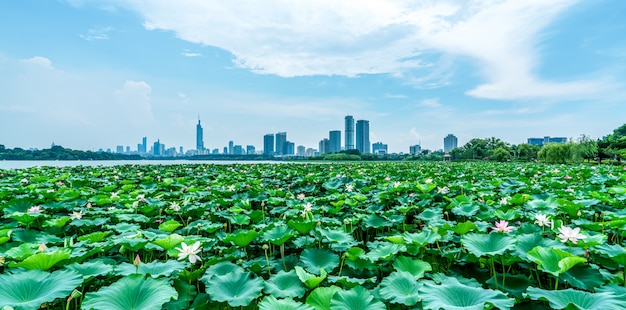 Urban lakes and modern architecture