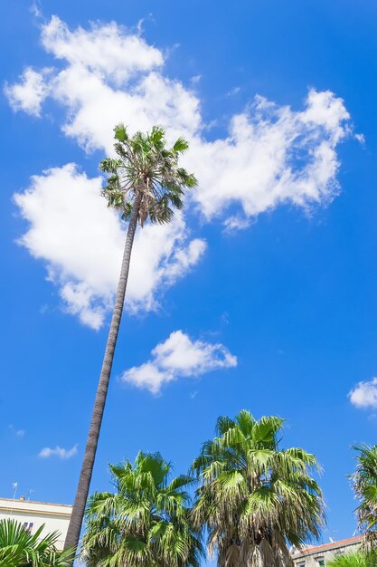 Urban palm trees under a cloudy sky