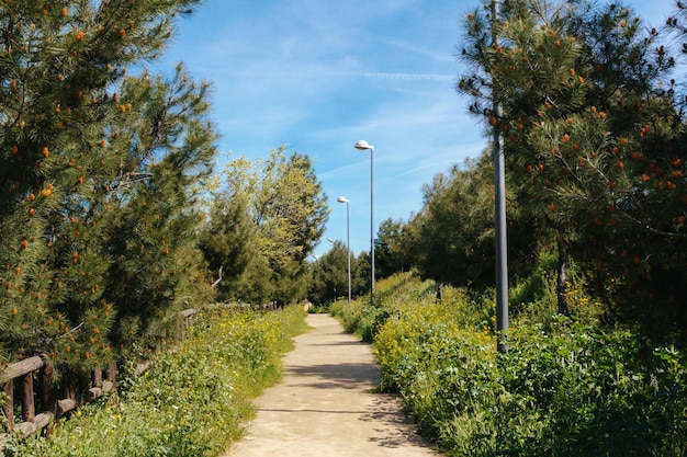 Urban park with dirt road and wooden fences Copy space Selective focus