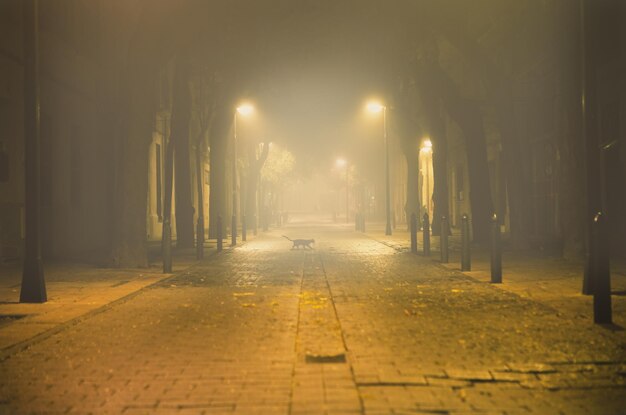 Urban street at night.Night urban cityscape with fog and black cat