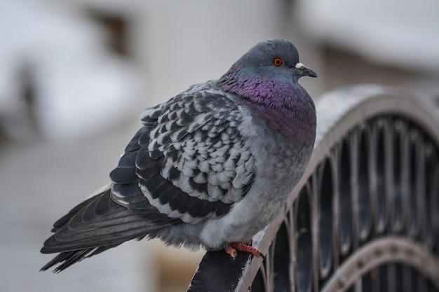 urban street pigeon basking in winter.