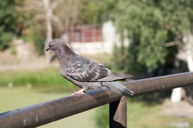 Urban wild pigeon