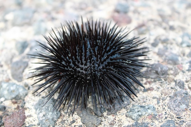 Photo urchin