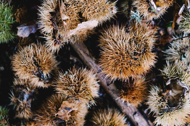 Photo urchins and yellow leaves background from top view