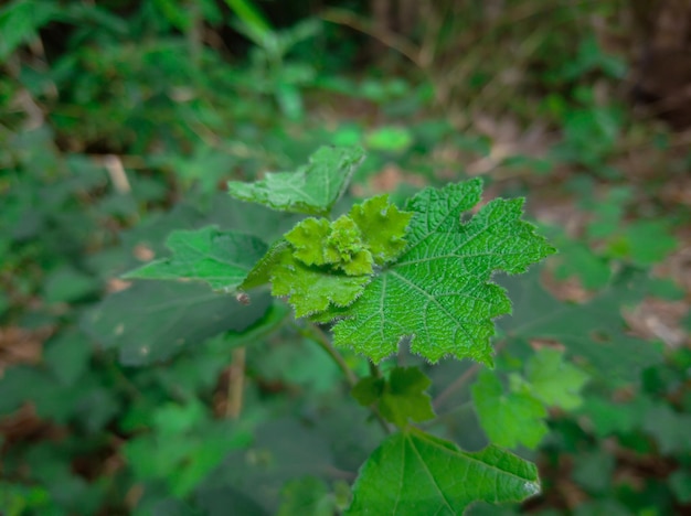 Urena Lobata of Pulutan-plant heeft veel voordelen voor de kruidengeneeskunde