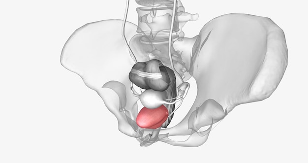 The urinary bladder is a muscular pouchlike organ of the urinary system