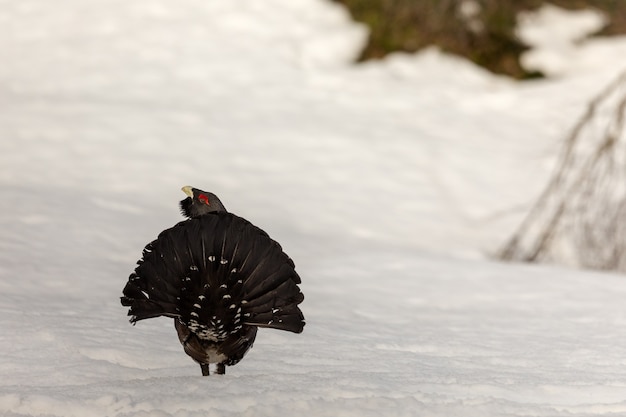 Foto urogallus in de sneeuw