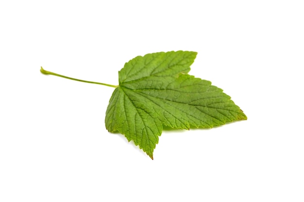 Ð¡urrant leaf isolated