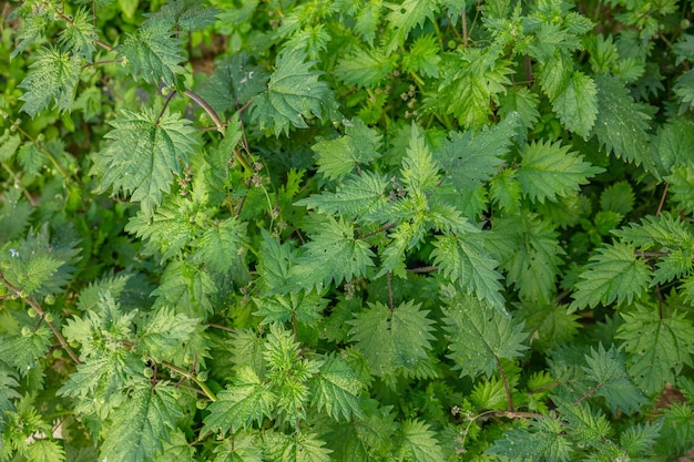 Urtica dioica gemeenschappelijke of brandnetels achtergrond