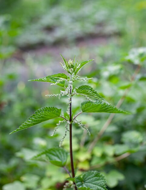 Photo urtica dioica often called common nettle or stinging nettle