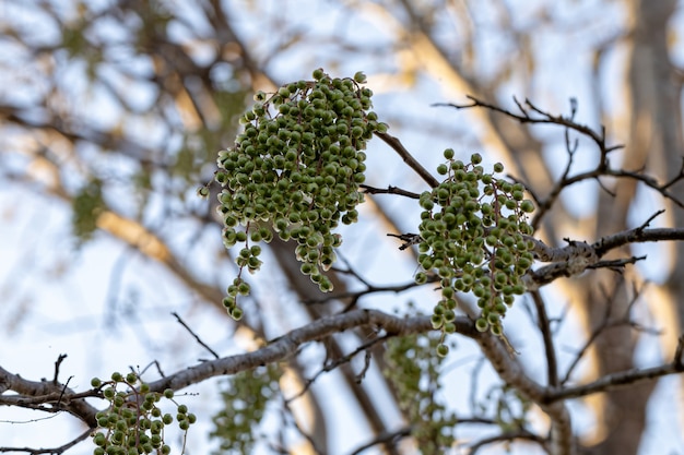 Urunday tree con frutti della specie myracrodruon urundeuva con messa a fuoco selettiva