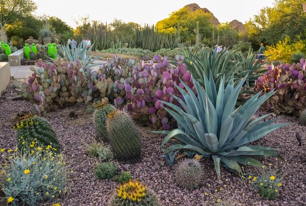 Фото Сша феникс аризона 17 ноября 2019 группа суккулентных растений agave и opuntia кактусы в ботаническом саду феникс аризона сша