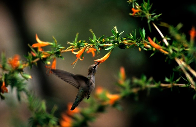 Photo usa united states of america arizona sonora desert hummingbird at a blossom