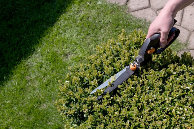 Photo use garden scissors to cut bushes in the garden on the plot