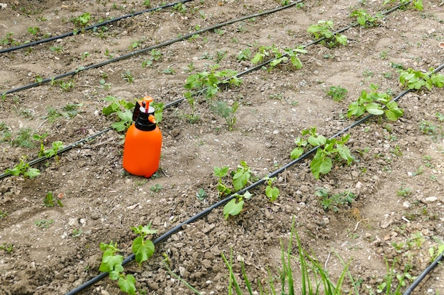 Foto l'uso di fertilizzanti liquidi e pesticidi per il controllo delle piante infestanti