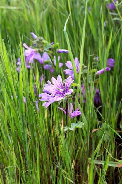 A useful therapeutic plant Malva sylvestris with lilac flowers in bloom on a sunny spring day closeup