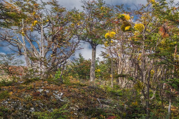 Photo ushuaia nature in its best state