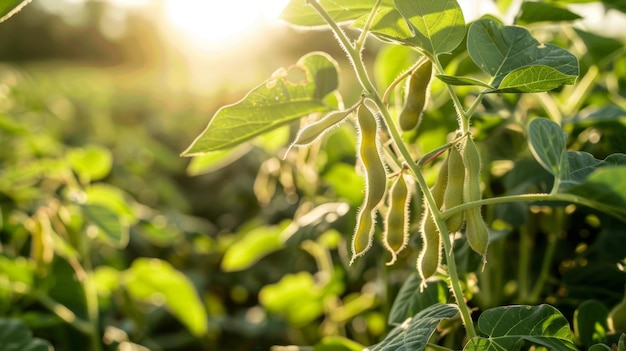 Foto utilizzando strumenti genetici avanzati, gli allevatori di piante si concentrano sul miglioramento del valore nutrizionale della soia