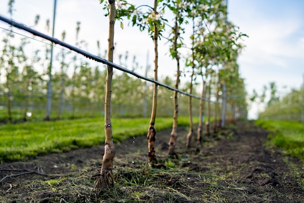 Using drip irrigation in a young apple tree garden