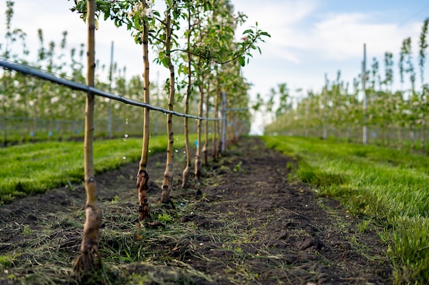 Using drip irrigation in a young apple tree garden