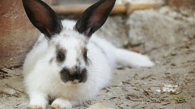 ute bunny rabbits