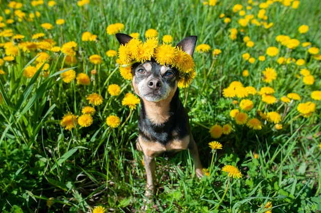 Ð¡ute happy puppy, hond in een krans van bloemen gele paardebloemen op een natuurlijke achtergrond, een portret van een hond. lente zomer concept