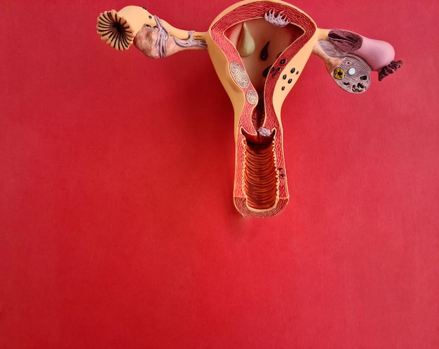 Uterus anatomy model against red background closeup