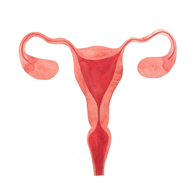 Foto utero organo riproduttivo femminile ovaie tube di falloppio endometrio canale cervicale cervice illustrazione disegnata a mano acquerello isolato