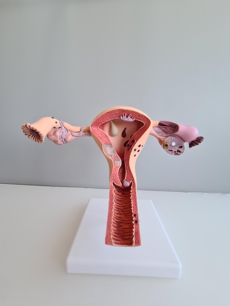 Photo uterus and reproductive system of woman on gray background