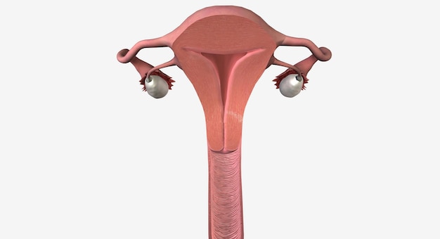 Photo uterus vagina coronal cross section