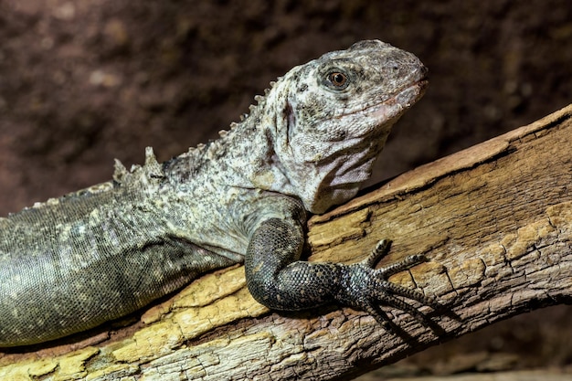 나뭇가지에 있는 Utila Iguana Ctenosaura Bakeri는 멸종 위기에 처한 도마뱀 종입니다