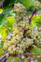 Photo uvas brancas